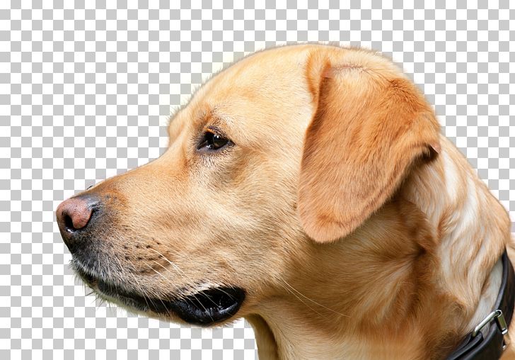 Labrador Retriever Golden Retriever Broholmer Dog Breed Animal PNG, Clipart, Animal, Animals, Bed, Broholmer, Coat Free PNG Download