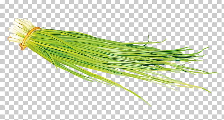 Onion Painting Vegetable Scallion PNG, Clipart, Allium Fistulosum, Autumn Leaves, Cartoon, Color, Fall Leaves Free PNG Download