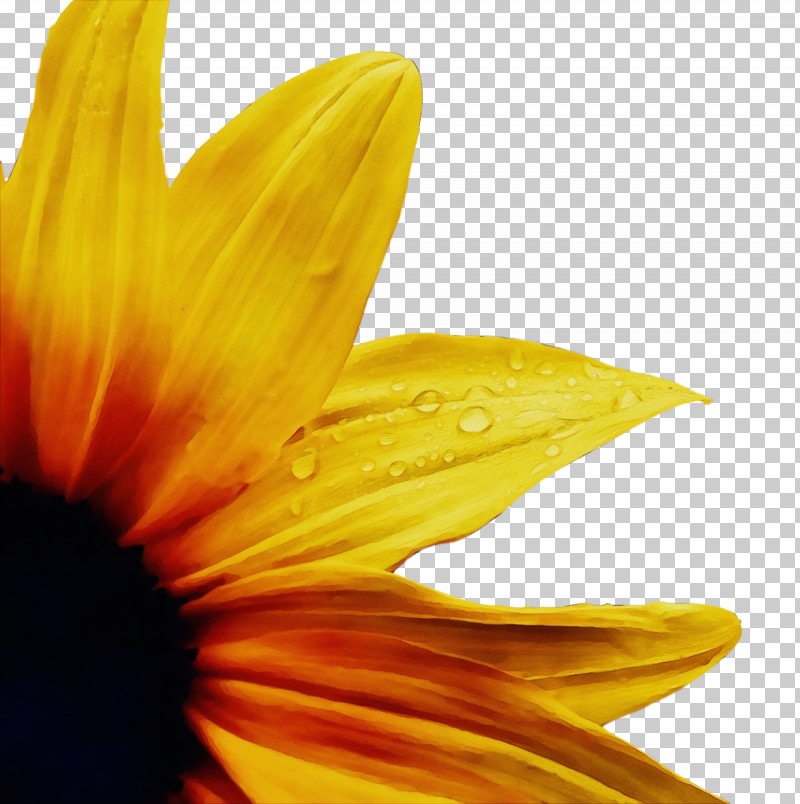 Sunflower PNG, Clipart, Biology, Closeup, Common Daisy, Daisy Family, Flower Free PNG Download