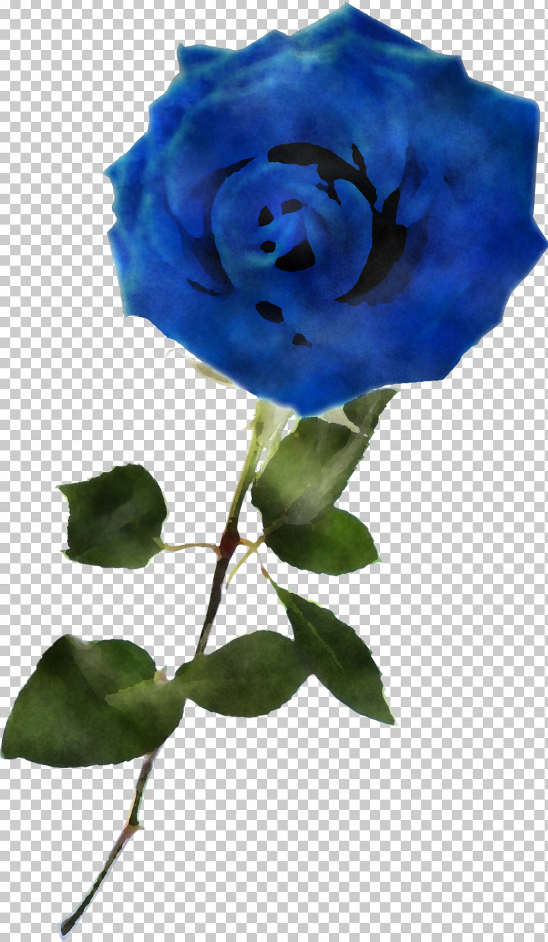 Blue Rose PNG, Clipart, Blue, Blue Rose, Floribunda, Flower, Garden Roses Free PNG Download