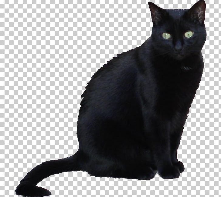 Bombay Cat Korat European Shorthair American Wirehair Chartreux PNG, Clipart, American Wirehair, Asian, Black, Black Cat, Bombay Free PNG Download