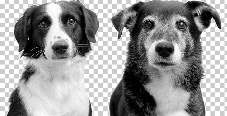 Dog Breed Creativity Information Privacy Companion Dog PNG, Clipart, Afacere, Black And White, Breed, Compact Disc, Companion Dog Free PNG Download