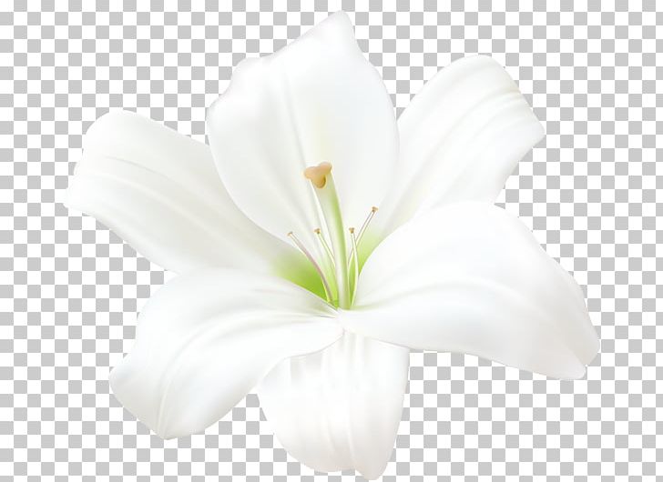 Flower Madonna Lily Light PNG, Clipart, Amaryllis Belladonna, Arumlily, Blue, Color, Flower Free PNG Download
