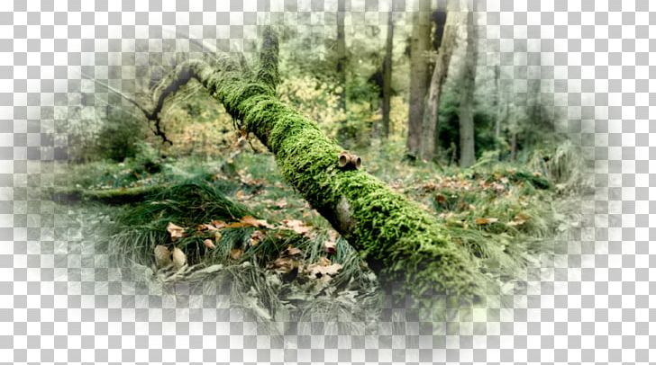 Laptop Desktop Nature 1080p PNG, Clipart, 1080p, Branch, Desktop Wallpaper, Electronics, Forest Free PNG Download