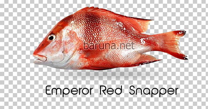 Northern Red Snapper Red Emperor Malabar Blood Snapper Cubera Snapper Lethrinidae PNG, Clipart, Animal Source Foods, Fish, Fish Products, Holiday Inn, Lethrinidae Free PNG Download