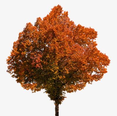 Autumn Tree PNG, Clipart, Autumn Clipart, Fall, Plant, Tree, Tree Clipart Free PNG Download