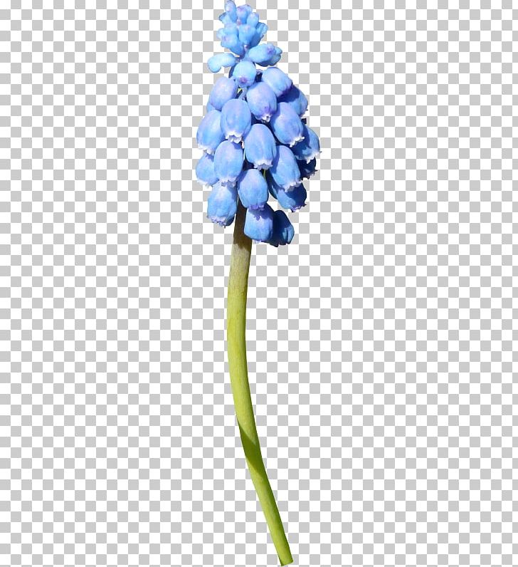 Hydrangea Cut Flowers Petal PNG, Clipart, Blue, Blue Flowers, Cornales, Cut Flowers, Flower Free PNG Download