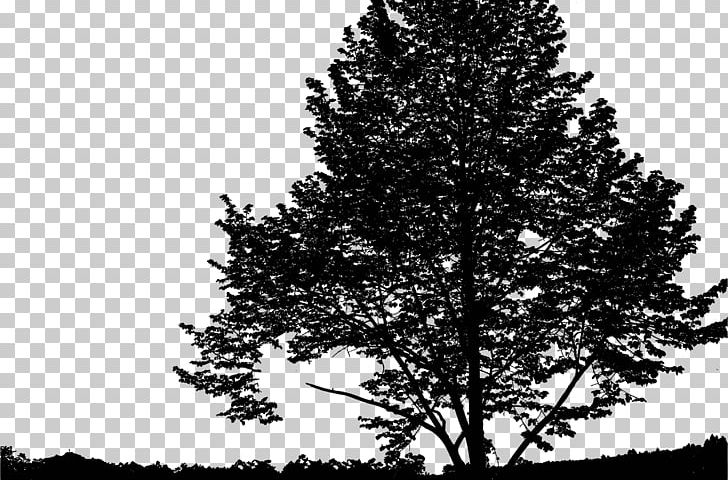 Spruce Landscape PNG, Clipart, Biome, Black And White, Branch, Conifer, Ecology Free PNG Download