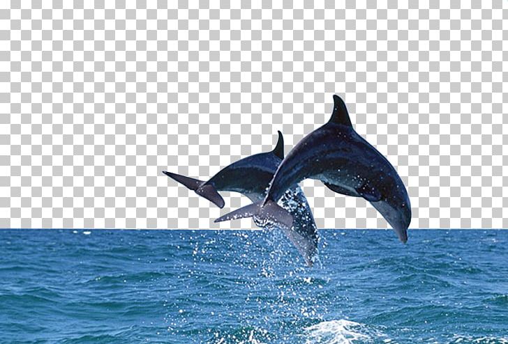 Bottlenose Dolphin Sea PNG, Clipart, Animals, Blue, Cetacea, Cute Dolphin, Dolphine Free PNG Download