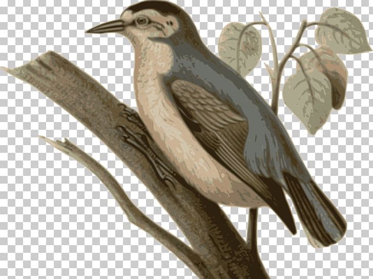 Bird Chinese Nuthatch Feather Beak PNG, Clipart, Animal, Animals, Beak, Bird, Birdwatching Free PNG Download