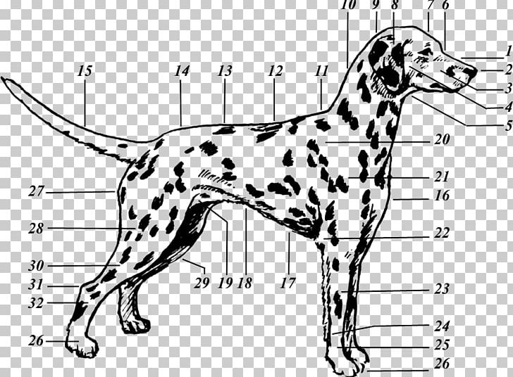 Dalmatian Dog Drawing Puppy The 101 Dalmatians Musical Canine Terminology PNG, Clipart, Animals, Area, Black And White, Carnivoran, Cynology Free PNG Download