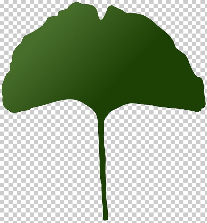 Ginkgo Biloba Tree Plant PNG, Clipart, Anatomy, Energy Development, Ginkgo Biloba, Grass, Green Free PNG Download