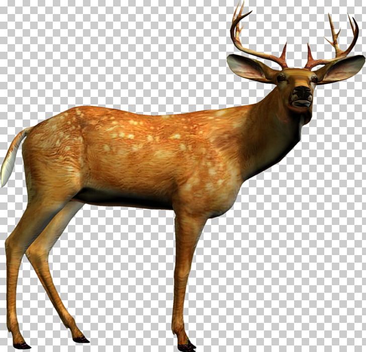Reindeer PNG, Clipart, Animal, Animals, Antler, Deer, Deer Head Free PNG Download