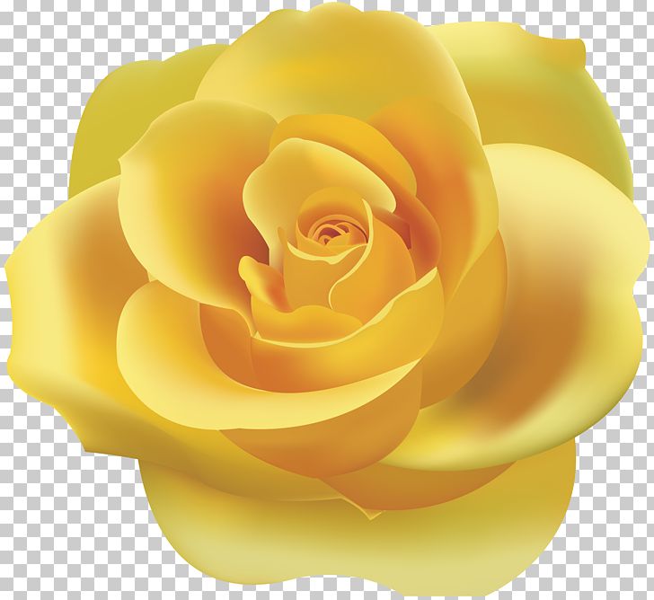 Rose Yellow PNG, Clipart, Beach Rose, Clipart, Clip Art, Closeup, Color Free PNG Download