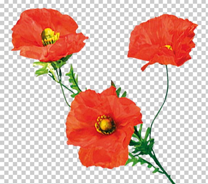 Wildflower Common Poppy PNG, Clipart, Annual Plant, Author, Common Poppy, Coquelicot, Cut Flowers Free PNG Download