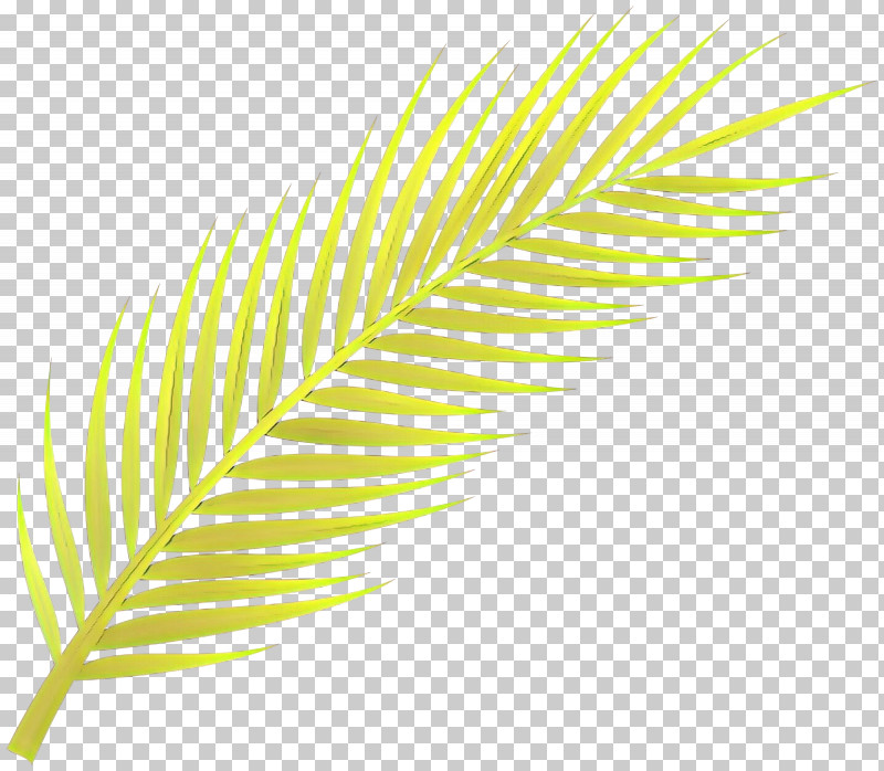 Feather PNG, Clipart, Feather, Green, Leaf, Line, Natural Material Free PNG Download