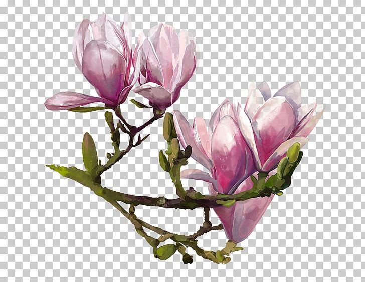 Cut Flowers Bud Plant Stem Petal PNG, Clipart, Blossom, Branch, Bud, Bulgaria, Centifolia Roses Free PNG Download