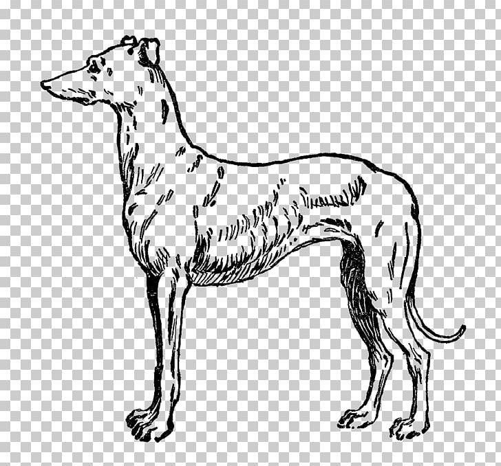Dog Breed Italian Greyhound Whippet Spanish Greyhound PNG, Clipart, Animal, Animals, Artwork, Beagle, Black And White Free PNG Download