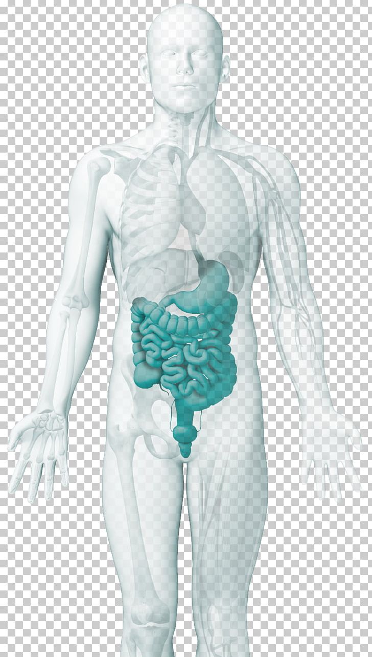 Gastroenterology ELISA Autoimmune Disease Intestine PNG, Clipart, Abdomen, Arm, Autoantibody, Autoimmune Disease, Chest Free PNG Download