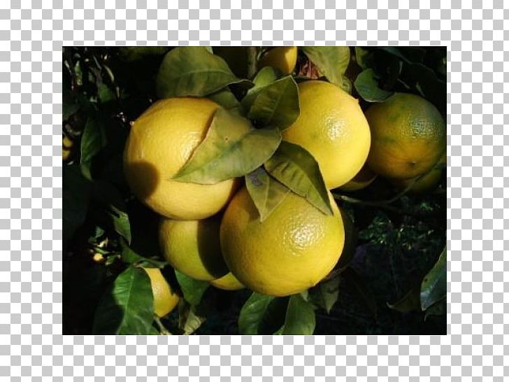 Lemon Citron Bergamot Orange Reggio Calabria Rangpur PNG, Clipart, Auglis, Bergamot, Bergamot Orange, Calamondin, Citrus Free PNG Download