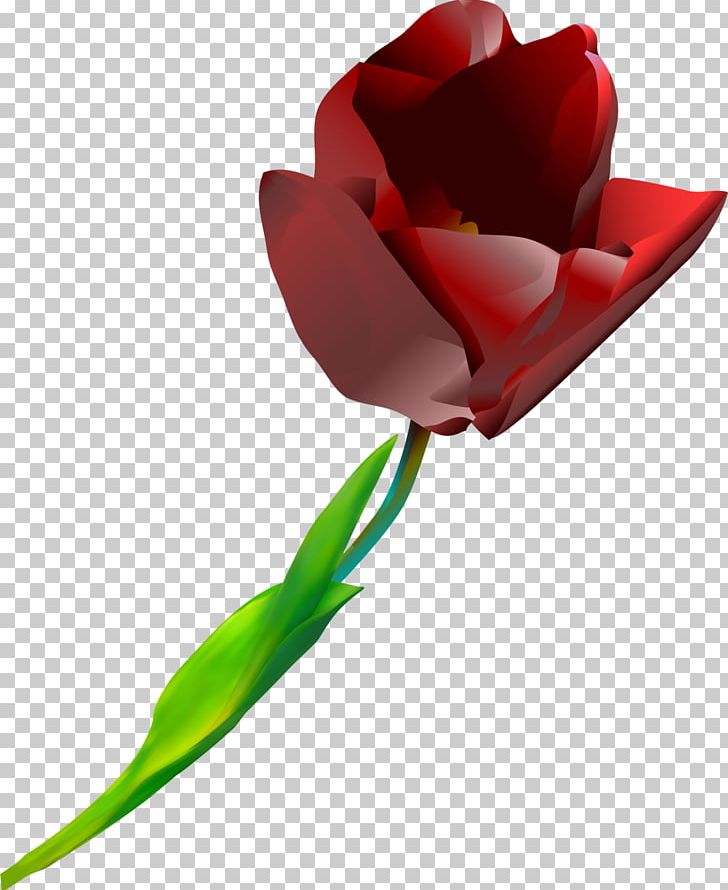 Tulip Cut Flowers Red Plant PNG, Clipart, Cut Flowers, Flower, Flower Bouquet, Flowering Plant, Flowers Free PNG Download