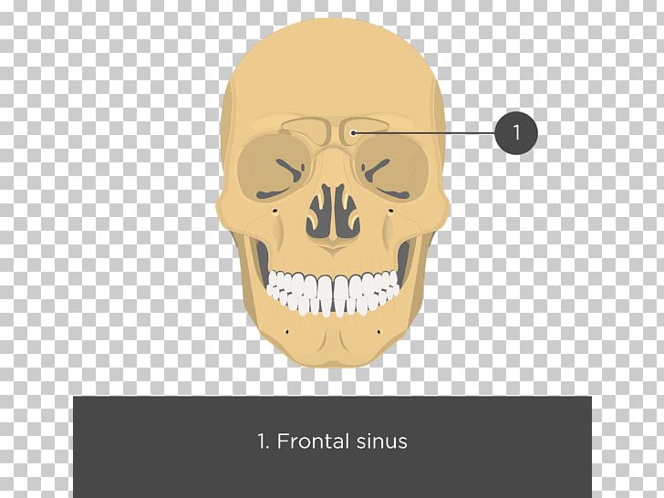 Zygomatic Bone Maxilla Zygomatic Arch Zygomatic Process Skull PNG, Clipart, Anatomy, Bone, Face, Fantasy, Frontal Bone Free PNG Download
