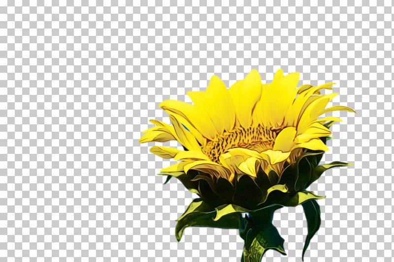 Floral Design PNG, Clipart, Biology, Chrysanthemum, Cut Flowers, Dandelion, Floral Design Free PNG Download