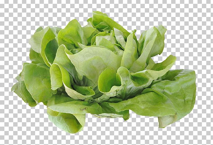 Cabbage Romaine Lettuce Salad Computer File PNG, Clipart, Brass, Cabbage Leaves, Cabbage Roses, Cabbage Vector, Cartoon Cabbage Free PNG Download