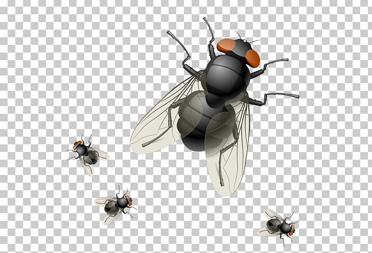 Insect Housefly PNG, Clipart, Animals, Art, Arthropod, Bee, Beetle Free PNG Download