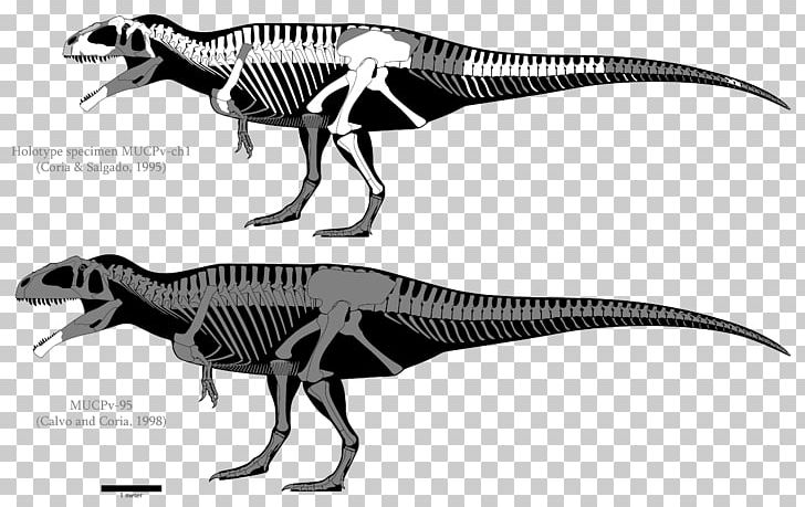 Carcharodontosaurus Giganotosaurus Mapusaurus Tyrannosaurus Yangchuanosaurus PNG, Clipart, Argentinosaurus, Australovenator, Black And White, Carcharodontosauridae, Carcharodontosaurus Free PNG Download