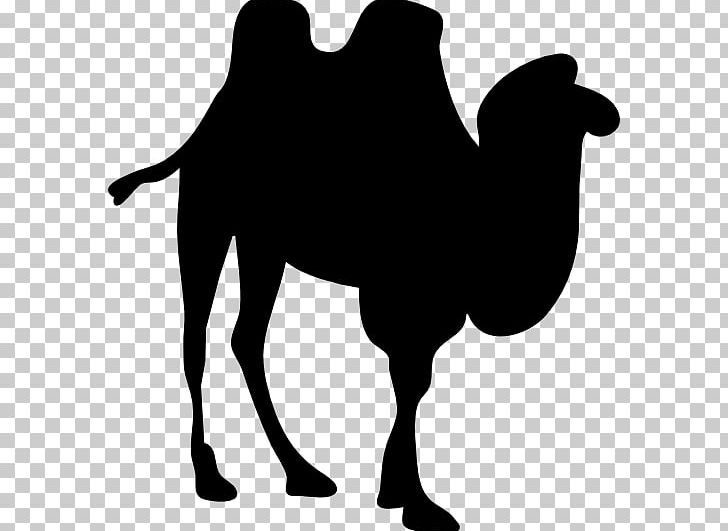 Dromedary Bactrian Camel PNG, Clipart, Animals, Arabian Camel, Bactrian Camel, Black And White, Camel Free PNG Download