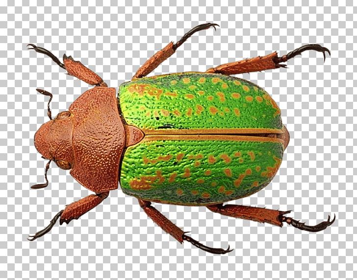 Beetle Weevil Portable Network Graphics Transparency PNG, Clipart, Animals, Arthropod, Beetle, Beetle Insect, Bug Free PNG Download