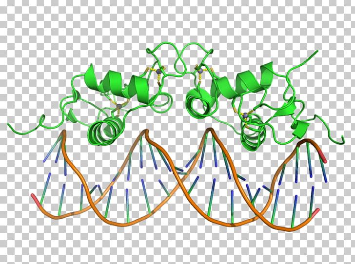 DNA-binding Domain Zinc Finger Protein Domain PNG, Clipart, Art, Artwork, Binding Domain, Branch, Dna Free PNG Download
