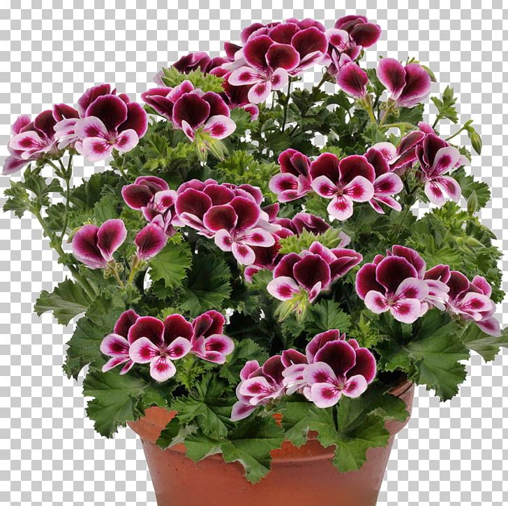Seed Flower Pelargonium Zonale Plant Duftpelargonie PNG, Clipart,  Free PNG Download