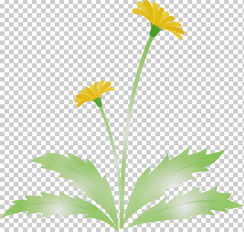 Daisy PNG, Clipart, Camomile, Chamomile, Daisy, Daisy Family, Dandelion Flower Free PNG Download