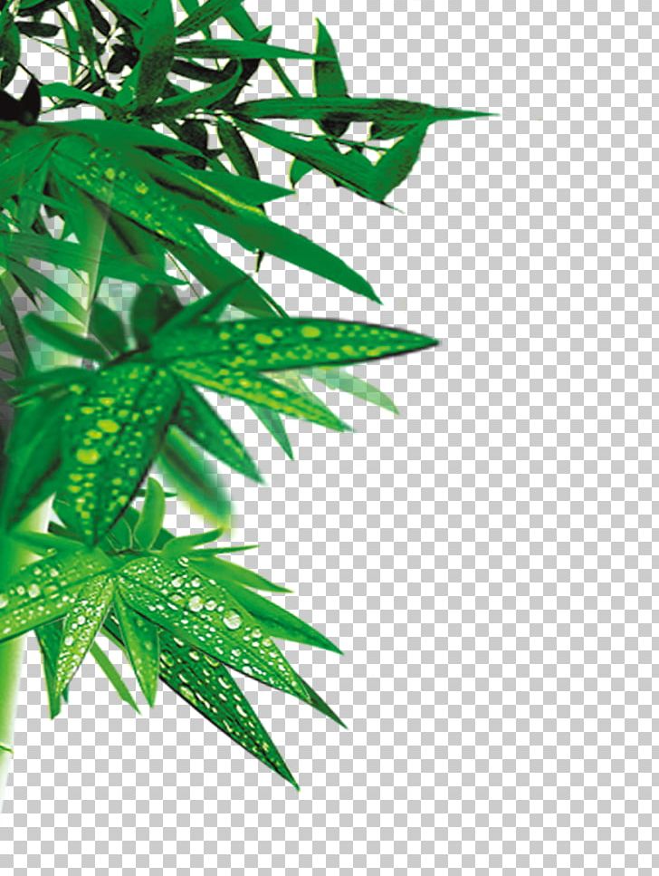 Bamboo PNG, Clipart, Adobe Illustrator, Background Green, Bamboo, Bamboo Leaves, Cannabis Free PNG Download