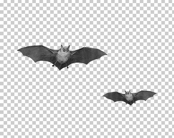 Bat Flight PNG, Clipart, Animals, Bat, Black And White, Display Resolution, Download Free PNG Download
