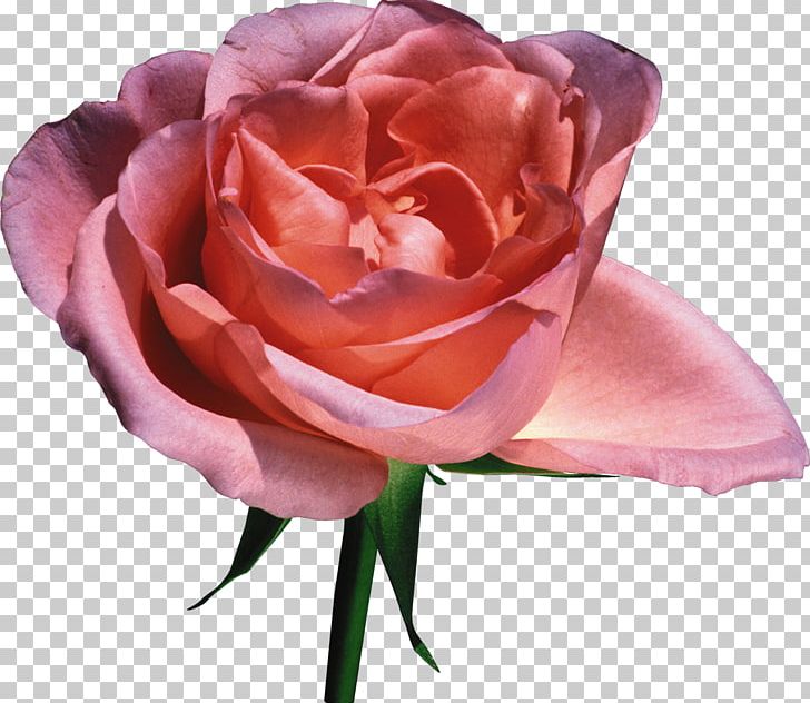 Flower Garden Roses Pink PNG, Clipart, Bud, Clip Art, Color, Cut Flowers, Floribunda Free PNG Download