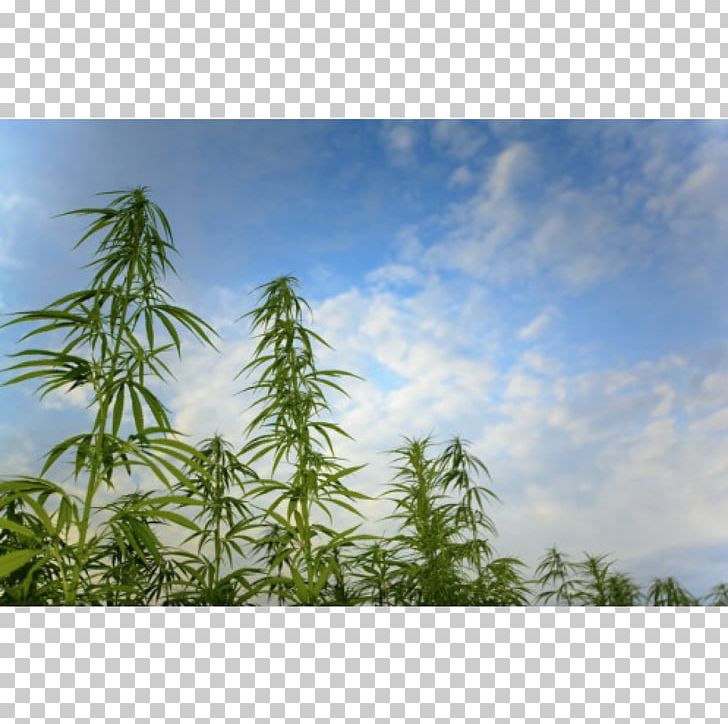 Hemp Cannabis Cultivation Cannabidiol Medical Cannabis PNG, Clipart, Agriculture, Cannabidiol, Cannabis, Cannabis Cultivation, Cannabis In California Free PNG Download