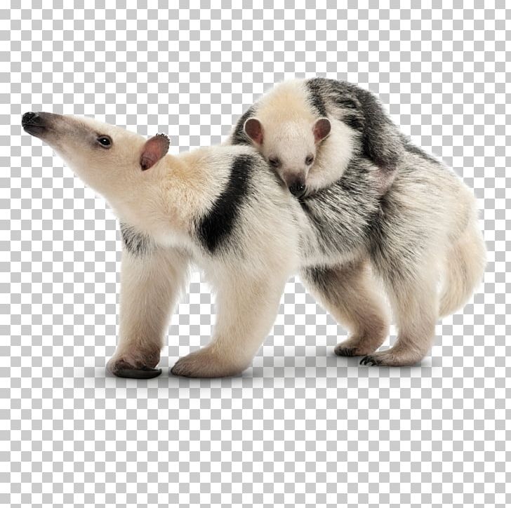 Sloth Armadillo Southern Tamandua Giant Anteater PNG, Clipart, Animal, Ant, Anteater, Ants, Armadillo Free PNG Download