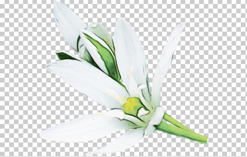 Cut Flowers Flower Petal Plants Science PNG, Clipart, Biology, Cut Flowers, Flower, Paint, Petal Free PNG Download