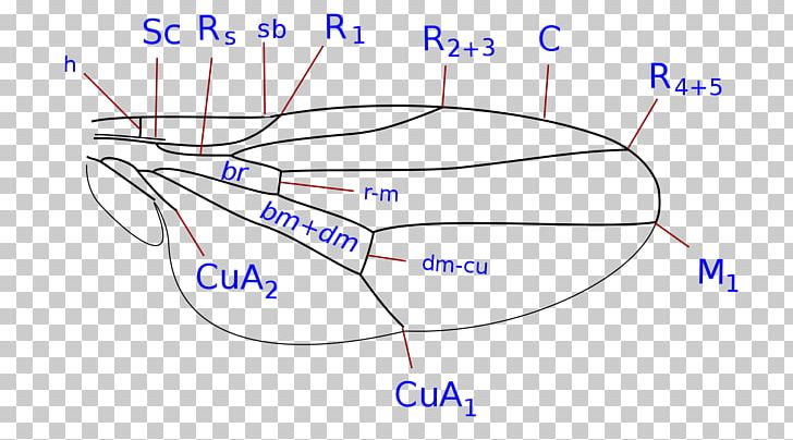 Ephydridae Brachycera Sepsidae Insect Wing Pipunculidae PNG, Clipart, Angle, Area, Brachycera, Circle, Diagram Free PNG Download