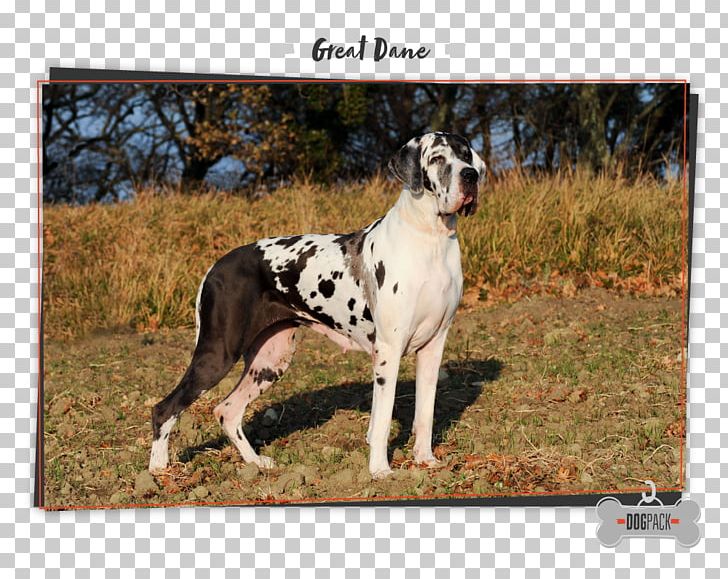 Great Dane German Shepherd Dog Breed Dobermann Boxer PNG, Clipart, Blue Merle, Boxer, Breed, Carnivoran, Dobermann Free PNG Download