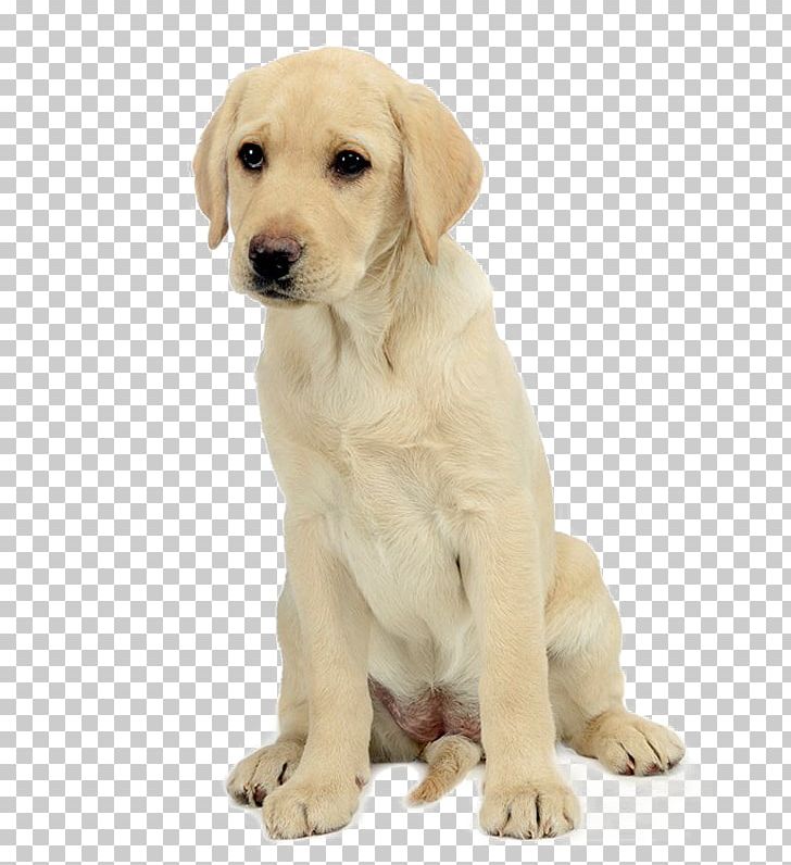 Labrador Retriever Golden Retriever Puppy Yorkshire Terrier PNG, Clipart, Breed, Carnivoran, Companion Dog, Desktop Wallpaper, Dog Free PNG Download