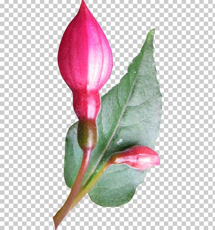 Cut Flowers Bud Plant Stem Leaf Petal PNG, Clipart, Alismatales, Arum, Bud, Cut Flowers, Flora Free PNG Download