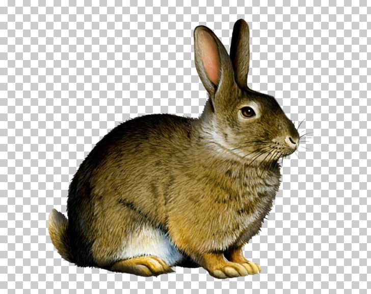 Lionhead Rabbit Domestic Rabbit PNG, Clipart, Animal, Animals, Computer Icons, Desktop Wallpaper, Display Resolution Free PNG Download