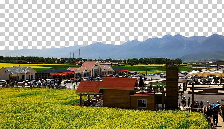 Luoping County U6cb9u83dc Sea PNG, Clipart, Agriculture, Attractions, Canola, Famous, Farm Free PNG Download