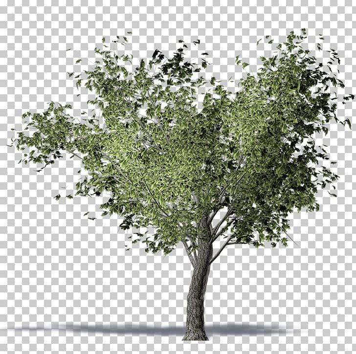 Twig American Elm Olive Tree Computer-aided Design PNG, Clipart, 3d Computer Graphics, American Elm, Archicad, Autocad, Autocad Dxf Free PNG Download