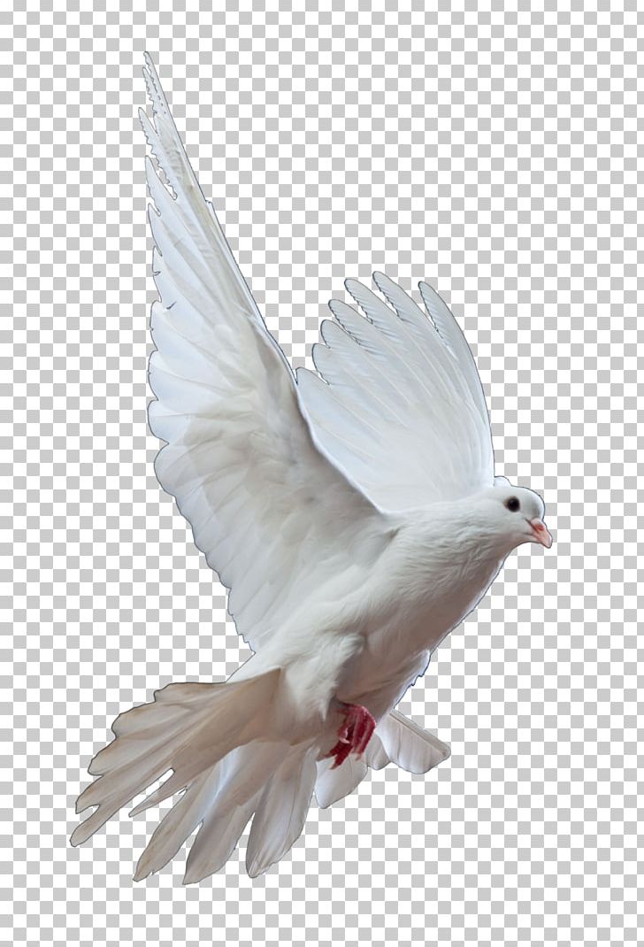 Homing Pigeon Columbidae Bird Doves As Symbols Release Dove PNG, Clipart, Animal, Animals, Beak, Bird, Columbidae Free PNG Download