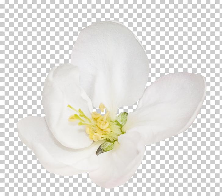 Moth Orchids PNG, Clipart, Cicek Resimleri, Flower, Flowering Plant, Flowers, Miscellaneous Free PNG Download